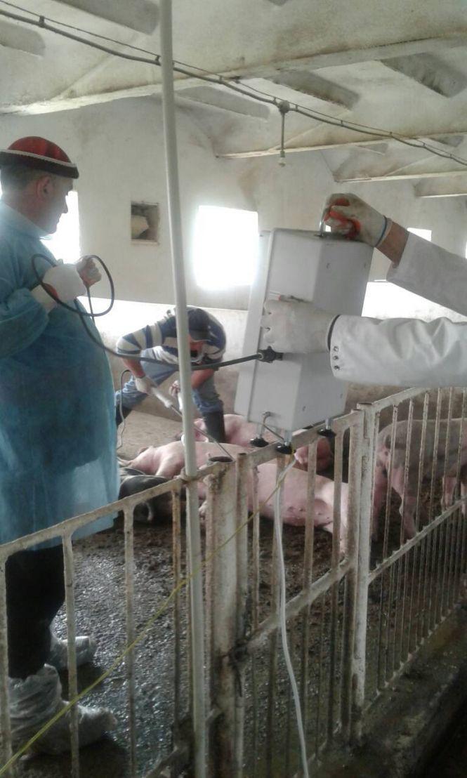 У Підволочиському районі ліквідували спалах африканської чуми свиней, фото №1 на сайті 20minut.ua