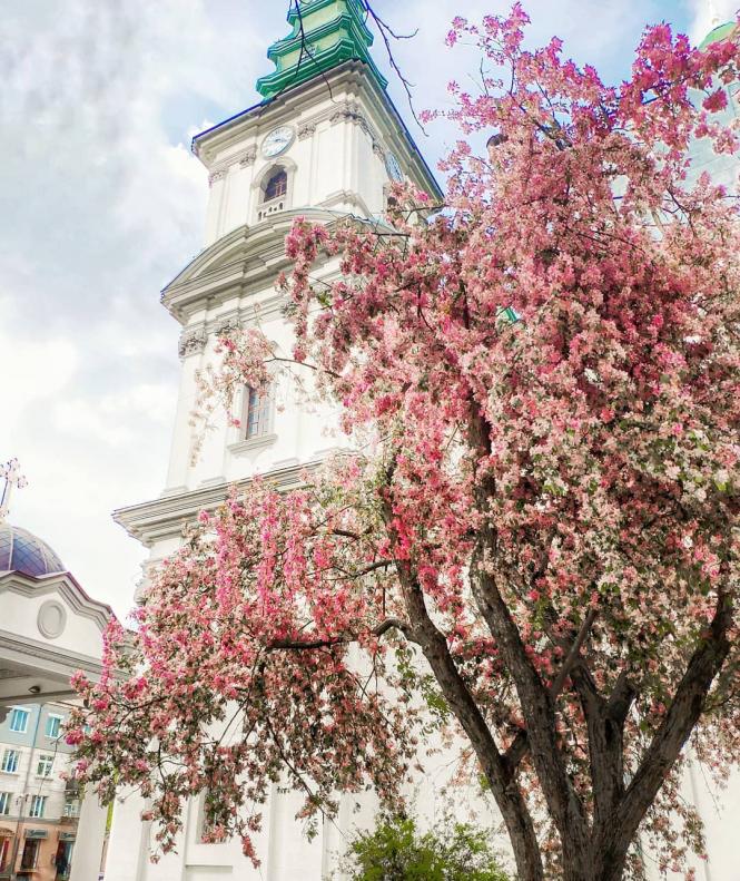 Новини Тернополя - фото з ТОП-10 фото біля тернопільських сакур з Instagram (шукайте свою світлину) ТОП-10 фото біля тернопільських сакур з Instagram (шукайте свою світлину), фото №10 на сайті 20minut.ua