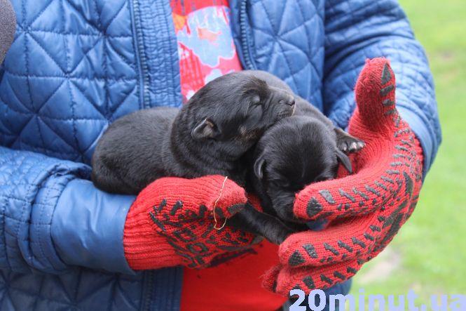 Історія із хепі-ендом: у Хатіко з Тернопільщини, яка чекала свого господаря півроку, з’явився новий дім, фото №4 на сайті 20minut.ua