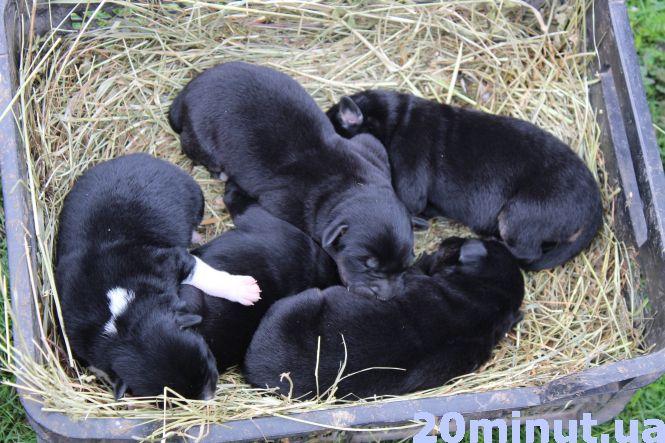 Історія із хепі-ендом: у Хатіко з Тернопільщини, яка чекала свого господаря півроку, з’явився новий дім, фото №5 на сайті 20minut.ua