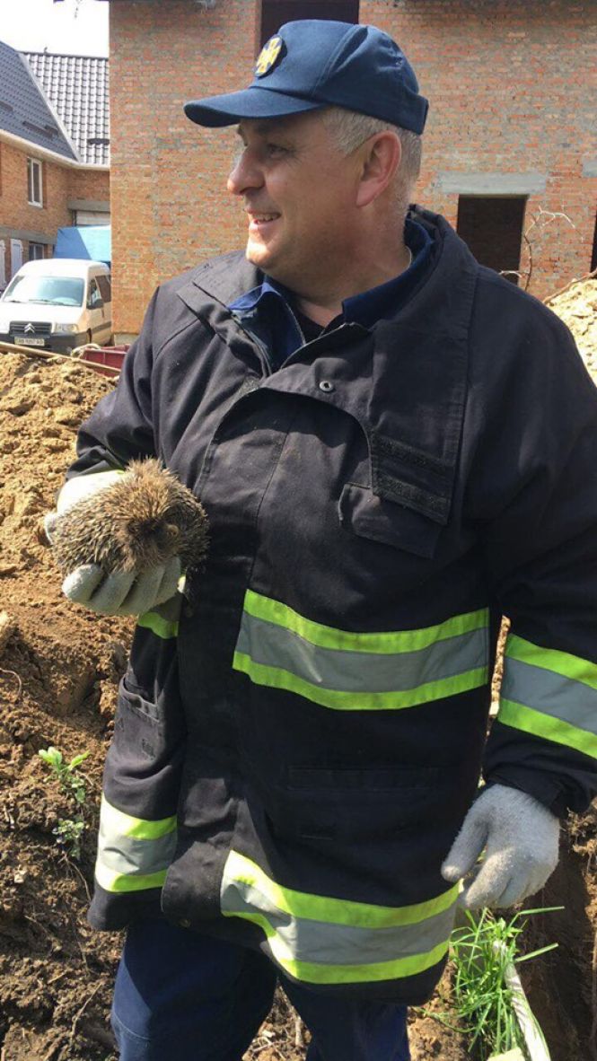 Новини Вінниці - фото з Операція «Порятунок»: в Немирові з ями дістали двох собак та їжака Операція «Порятунок»: в Немирові з ями дістали двох собак та їжака, фото №3 на сайті 20minut.ua