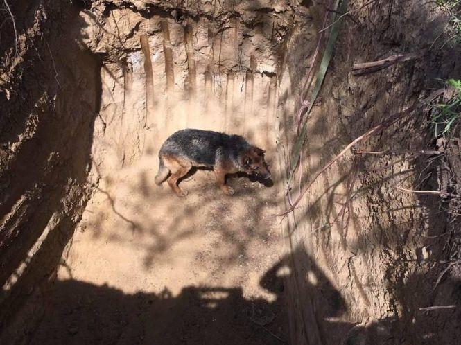 Новини Вінниці - фото з Операція «Порятунок»: в Немирові з ями дістали двох собак та їжака Операція «Порятунок»: в Немирові з ями дістали двох собак та їжака, фото №2 на сайті 20minut.ua