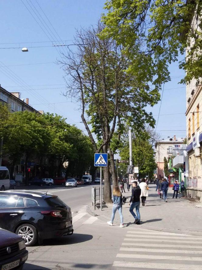 "Серед білого дня в центрі міста зрізали абсолютно здорове дерево": тернополяни не розуміють дій комунальників, фото №1 на сайті 20minut.ua