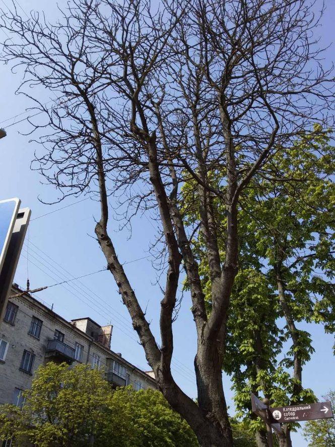 "Серед білого дня в центрі міста зрізали абсолютно здорове дерево": тернополяни не розуміють дій комунальників, фото №2 на сайті 20minut.ua