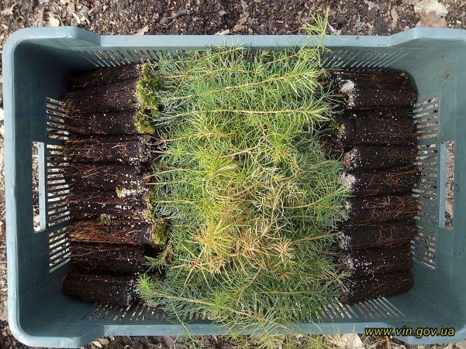 Новини Вінниці - фото з На Вінниччині висадили 6 мільйонів майбутніх дерев На Вінниччині висадили 6 мільйонів майбутніх дерев, фото №1 на сайті 20minut.ua