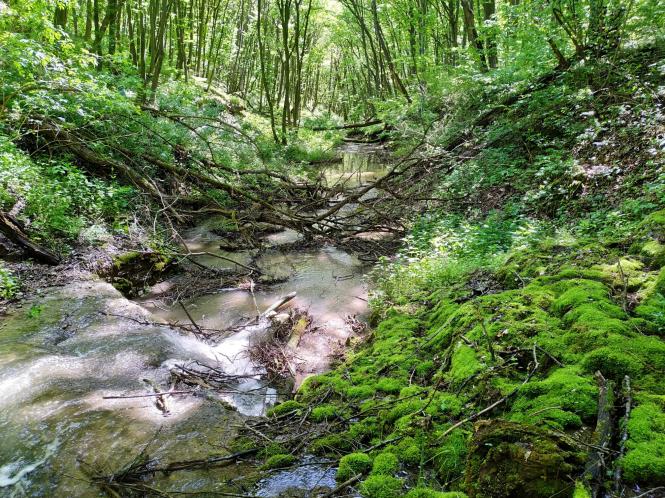 Святкове прибирання - волонтери Кам'янця знову в лісі, фото №2 на сайті 20minut.ua