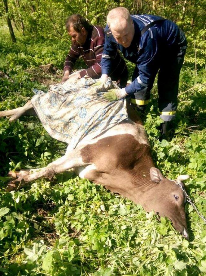 Новини Тернополя - фото з У Бучацькому районі рятувальники врятували корову, яка впала в колодязь (фото) У Бучацькому районі рятувальники врятували корову, яка впала в колодязь (фото), фото №4 на сайті 20minut.ua