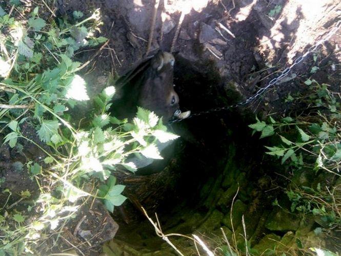 Новини Тернополя - фото з У Бучацькому районі рятувальники врятували корову, яка впала в колодязь (фото) У Бучацькому районі рятувальники врятували корову, яка впала в колодязь (фото), фото №2 на сайті 20minut.ua