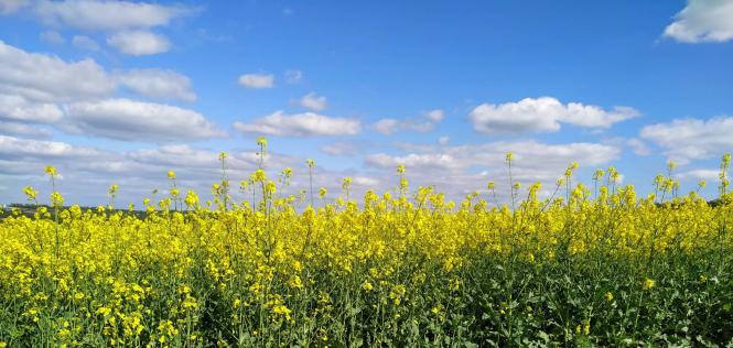Святкове прибирання - волонтери Кам'янця знову в лісі, фото №3 на сайті 20minut.ua