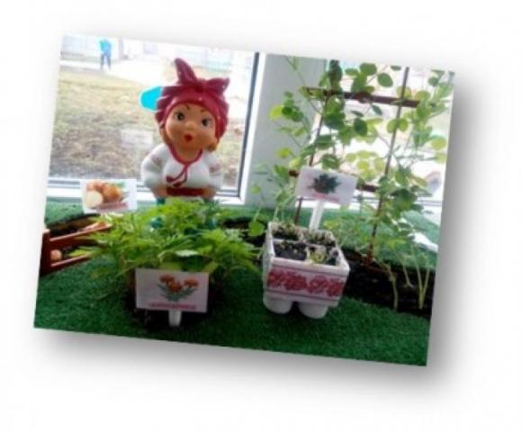 Новини Козятина - фото з Районний конкурс "Город на підвіконні" у закладах дошкільної освіти Районний конкурс "Город на підвіконні" у закладах дошкільної освіти, фото №11 на сайті 20minut.ua