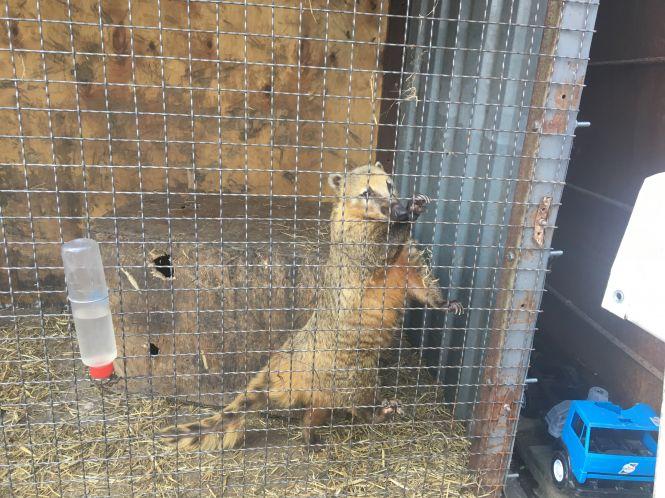 Новини Хмельницького - фото з Єнотоподібний собака і тхір-альбінос: яких тварин показують в Хмельницькому за 20 гривень Єнотоподібний собака і тхір-альбінос: яких тварин показують в Хмельницькому за 20 гривень, фото №4 на сайті vsim.ua