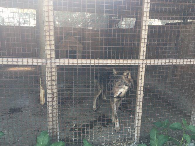 Новини Хмельницького - фото з Єнотоподібний собака і тхір-альбінос: яких тварин показують в Хмельницькому за 20 гривень Єнотоподібний собака і тхір-альбінос: яких тварин показують в Хмельницькому за 20 гривень, фото №3 на сайті vsim.ua