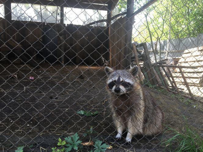 Новини Хмельницького - фото з Єнотоподібний собака і тхір-альбінос: яких тварин показують в Хмельницькому за 20 гривень Єнотоподібний собака і тхір-альбінос: яких тварин показують в Хмельницькому за 20 гривень, фото №5 на сайті vsim.ua