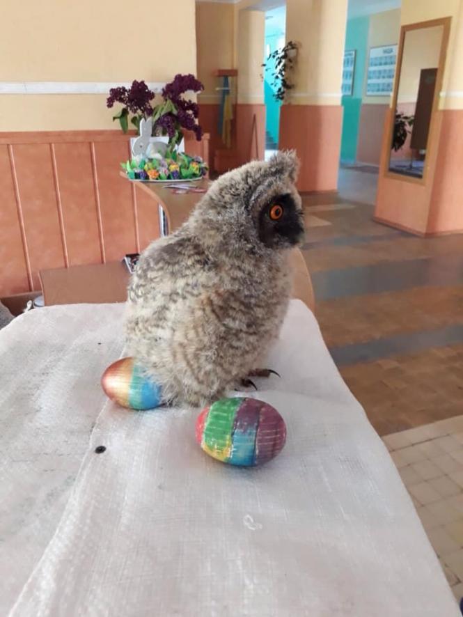 Новини Кам'янця-Подільського - фото з Працівники кам'янецької школи врятували совеня Працівники кам'янецької школи врятували совеня, фото №5 на сайті 20minut.ua