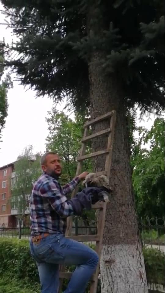 Новини Кам'янця-Подільського - фото з Працівники кам'янецької школи врятували совеня Працівники кам'янецької школи врятували совеня, фото №1 на сайті 20minut.ua