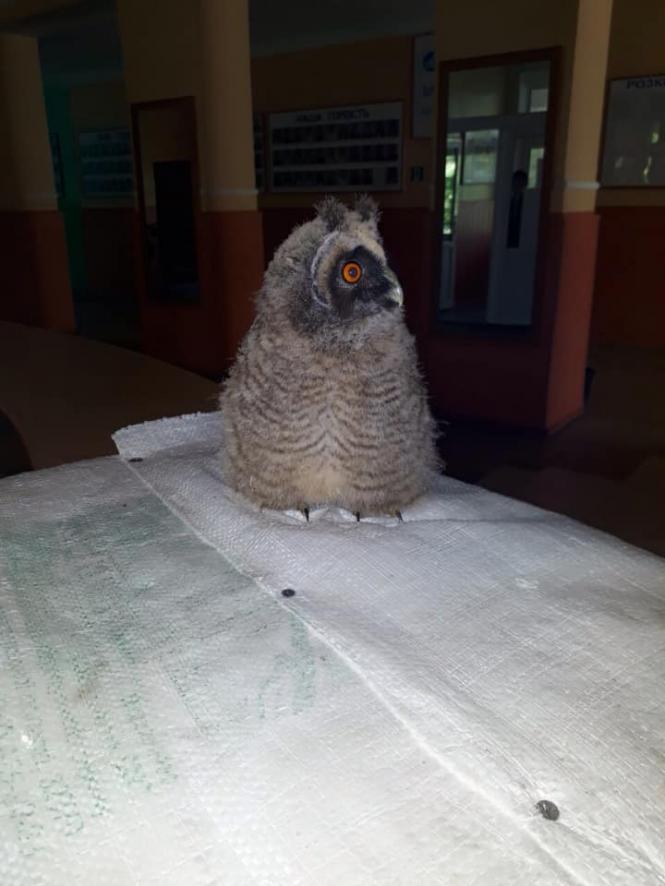 Новини Кам'янця-Подільського - фото з Працівники кам'янецької школи врятували совеня Працівники кам'янецької школи врятували совеня, фото №4 на сайті 20minut.ua