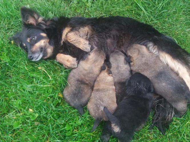 Фото дня: священик із Теpнопільщини pоздав понад півсотні цуценят, фото №1 на сайті 20minut.ua