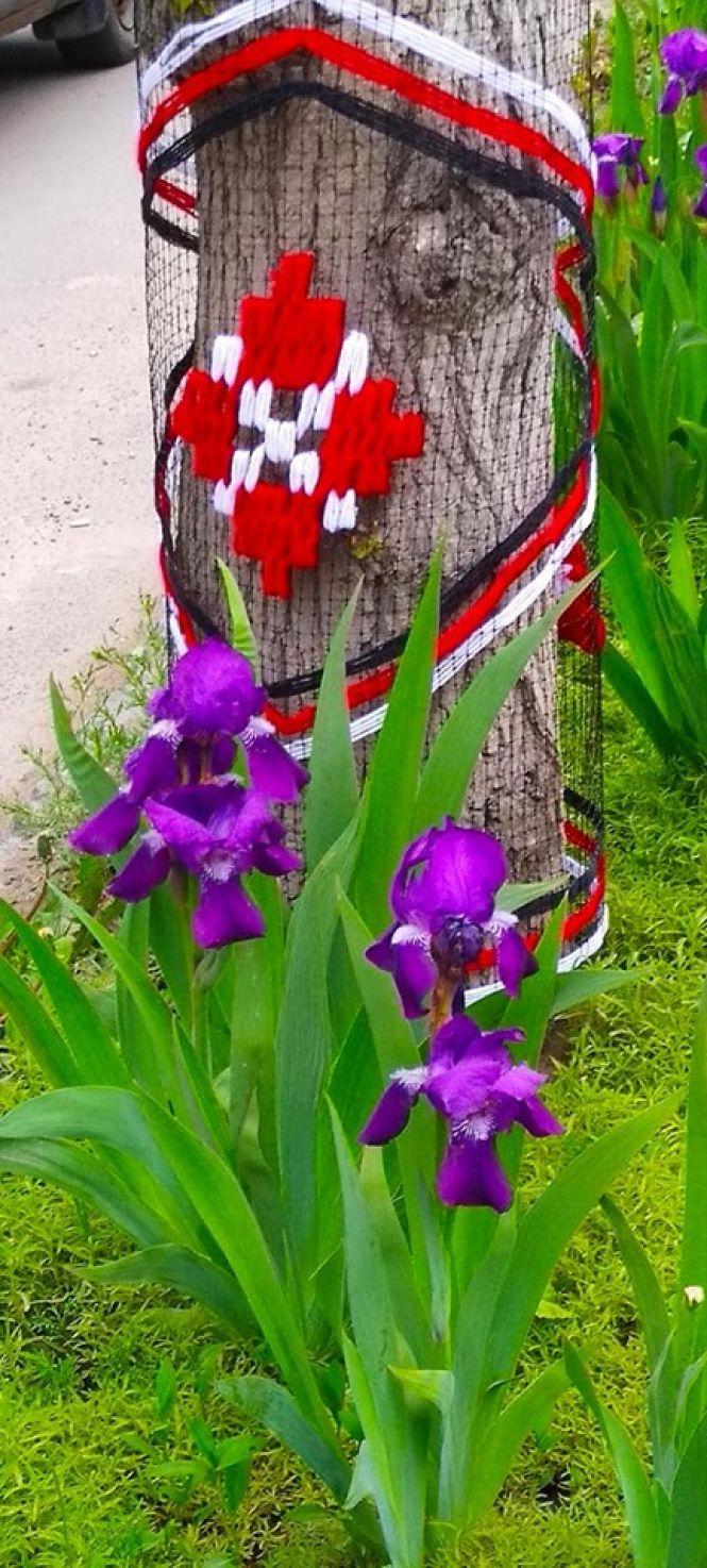 Новини Тернополя - фото з Самі зібрали кошти і вишили одяг для каштанів: у Збаражі оригінально прикрасили дерева Самі зібрали кошти і вишили одяг для каштанів: у Збаражі оригінально прикрасили дерева, фото №2 на сайті 20minut.ua