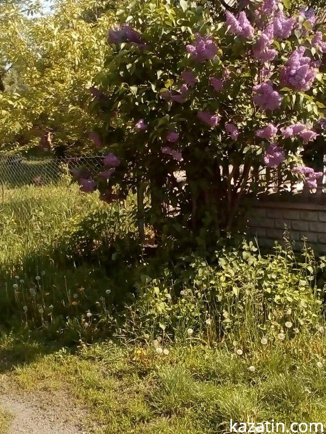 Новини Козятина - фото з Фото дня: Козятинщина квітне бузком та каштанами Фото дня: Козятинщина квітне бузком та каштанами, фото №7 на сайті 20minut.ua