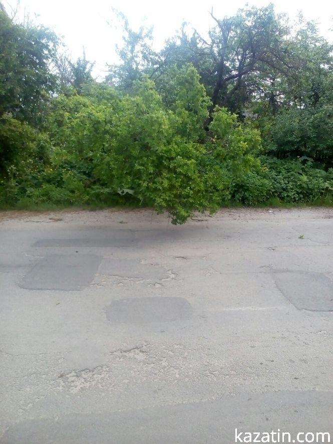 Новини Козятина - фото з Фото дня: дерево на дротах та гілки на дорозі Фото дня: дерево на дротах та гілки на дорозі, фото №2 на сайті 20minut.ua
