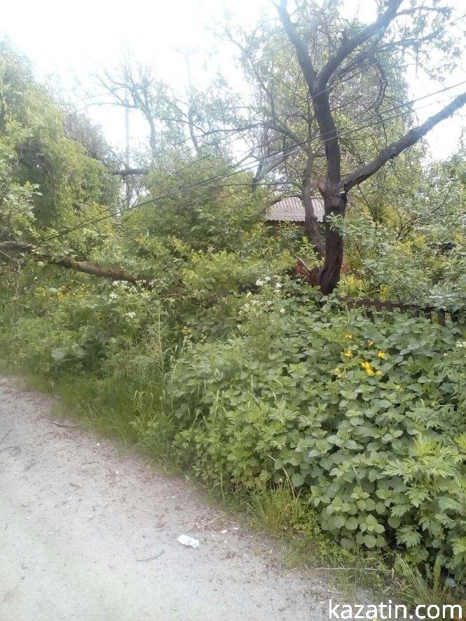 Новини Козятина - фото з Фото дня: дерево на дротах та гілки на дорозі Фото дня: дерево на дротах та гілки на дорозі, фото №1 на сайті 20minut.ua