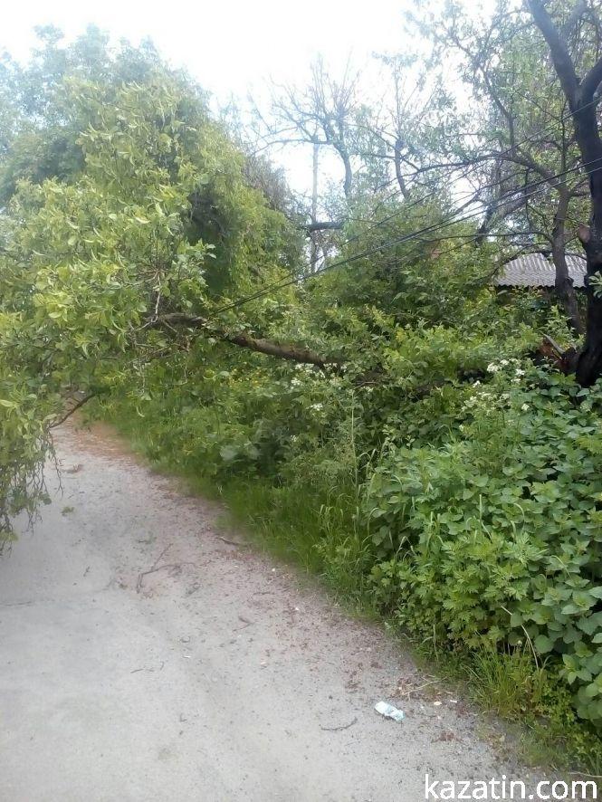 Новини Козятина - фото з Фото дня: дерево на дротах та гілки на дорозі Фото дня: дерево на дротах та гілки на дорозі, фото №3 на сайті 20minut.ua