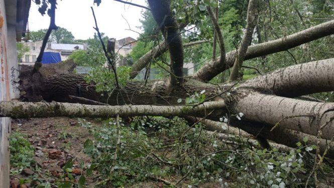 Повалені дерева та пошкоджені електромережі: Житомир ліквідовує наслідки нічної негоди, фото №3 на сайті 20minut.ua