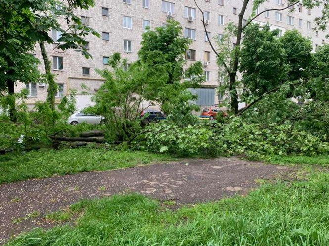 Повалені дерева та пошкоджені електромережі: Житомир ліквідовує наслідки нічної негоди, фото №2 на сайті 20minut.ua