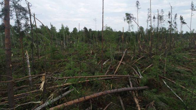 Наслідки буревію з поваленням лісу у Новоград-Волинському та Ємільчинському районах визнали надзвичайною ситуацією, фото №4 на сайті 20minut.ua
