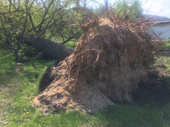 Наслідки буревію з поваленням лісу у Новоград-Волинському та Ємільчинському районах визнали надзвичайною ситуацією, фото №3 на сайті 20minut.ua