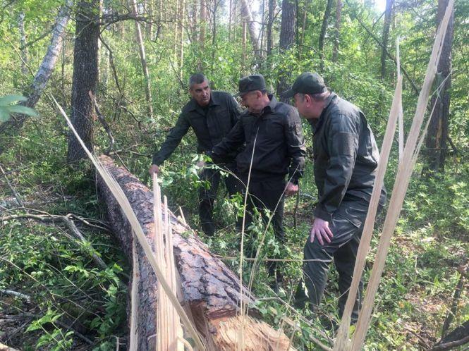 Наслідки буревію з поваленням лісу у Новоград-Волинському та Ємільчинському районах визнали надзвичайною ситуацією, фото №2 на сайті 20minut.ua
