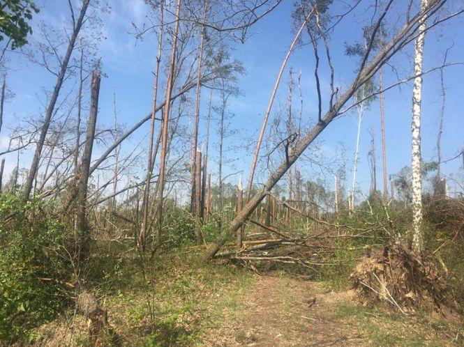 Наслідки буревію з поваленням лісу у Новоград-Волинському та Ємільчинському районах визнали надзвичайною ситуацією, фото №1 на сайті 20minut.ua