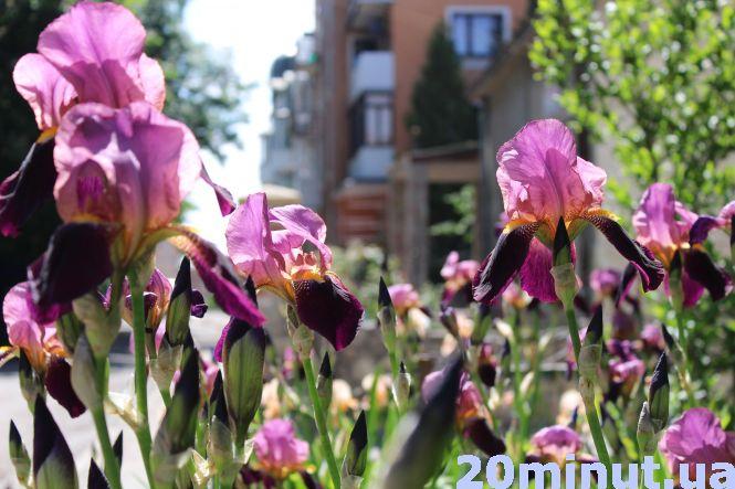 Новини Тернополя - фото з Тернопіль квітне: що садять люди на клумбах та у квітниках (фоторепортаж)