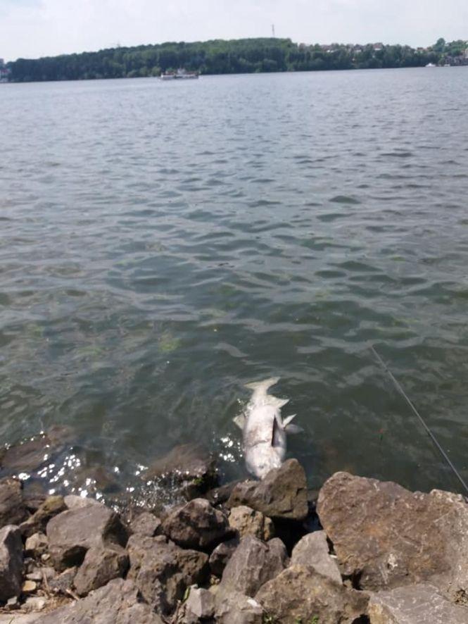 Новини Тернополя - фото з У Тернопільському ставі знову загинула риба. Що кажуть експерти? У Тернопільському ставі знову загинула риба. Що кажуть експерти?, фото №1 на сайті 20minut.ua