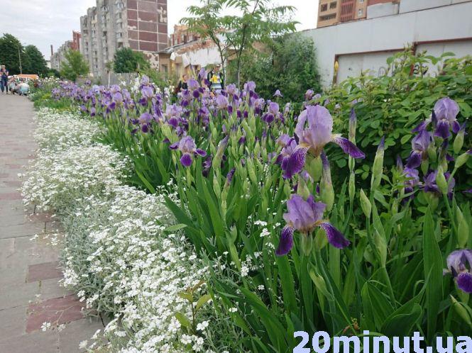 Новини Тернополя - фото з Тернопіль квітне: що садять люди на клумбах та у квітниках (фоторепортаж)
