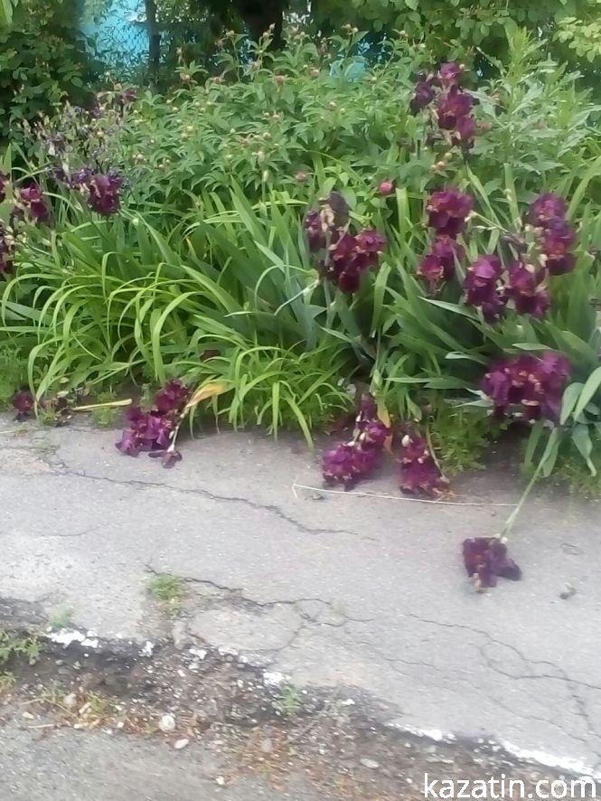 Фото дня: в Козятині цвітуть іриси, фото №3 на сайті 20minut.ua