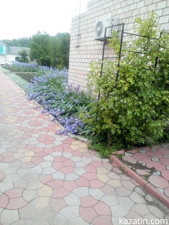 Фото дня: в Козятині цвітуть іриси, фото №5 на сайті 20minut.ua