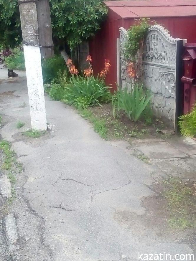 Фото дня: в Козятині цвітуть іриси, фото №2 на сайті 20minut.ua