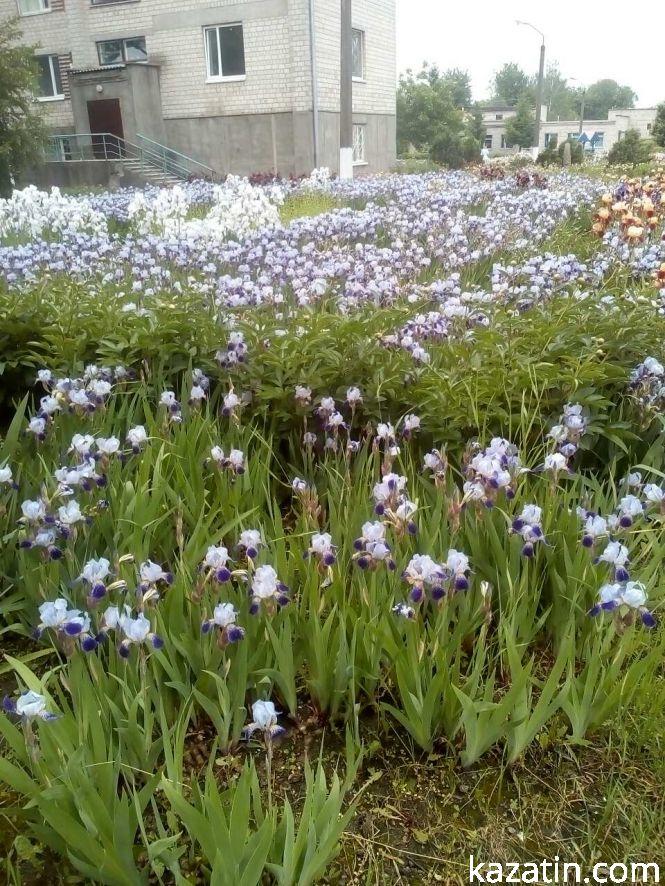 Фото дня: в Козятині цвітуть іриси, фото №1 на сайті 20minut.ua