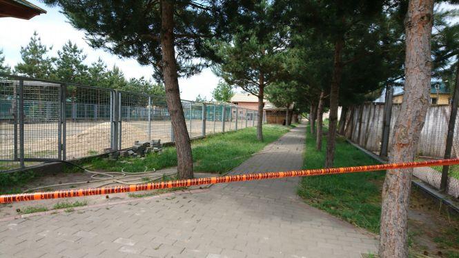 Новини Вінниці - фото з Малюк-верблюд та ведмеді в басейні: новинки вінницького зоопарку Малюк-верблюд та ведмеді в басейні: новинки вінницького зоопарку, фото №2 на сайті 20minut.ua