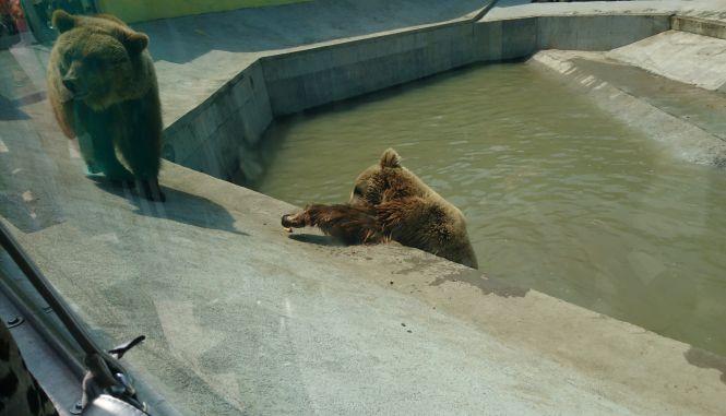 Новини Вінниці - фото з Малюк-верблюд та ведмеді в басейні: новинки вінницького зоопарку Малюк-верблюд та ведмеді в басейні: новинки вінницького зоопарку, фото №1 на сайті 20minut.ua