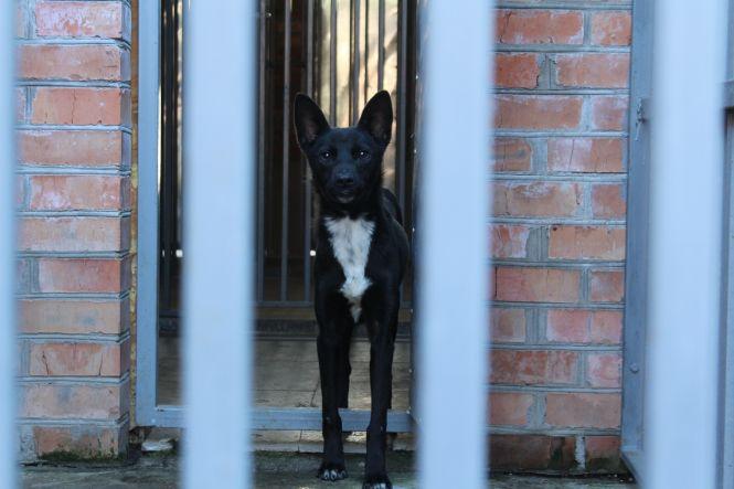 Новини Вінниці - фото з Як у Вінниці збираються «боротися» з безпритульними тваринами Як у Вінниці збираються «боротися» з безпритульними тваринами, фото №5 на сайті 20minut.ua