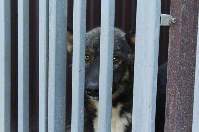 Новини Вінниці - фото з Як у Вінниці збираються «боротися» з безпритульними тваринами Як у Вінниці збираються «боротися» з безпритульними тваринами, фото №4 на сайті 20minut.ua