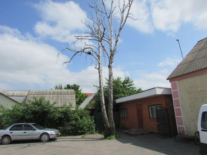 Аварійну березу в Козятині спиляють, як знайдуться кошти, фото №1 на сайті 20minut.ua