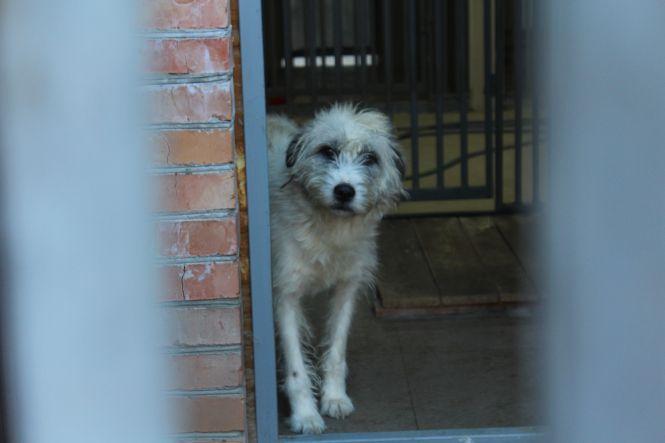 Новини Вінниці - фото з Як у Вінниці збираються «боротися» з безпритульними тваринами Як у Вінниці збираються «боротися» з безпритульними тваринами, фото №1 на сайті 20minut.ua