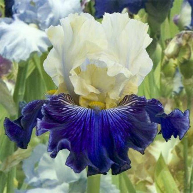 Новини Тернополя - фото з Як обласна універсальна наукова бібліотека перетворилась на оранжерею Як обласна універсальна наукова бібліотека перетворилась на оранжерею, фото №7 на сайті 20minut.ua