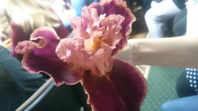 Новини Тернополя - фото з Як обласна універсальна наукова бібліотека перетворилась на оранжерею Як обласна універсальна наукова бібліотека перетворилась на оранжерею, фото №13 на сайті 20minut.ua