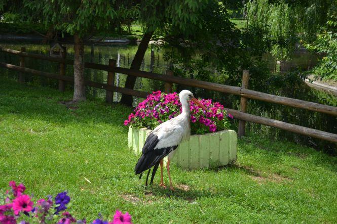 Новини Хмельницького - фото з Як та за скільки утримують тварин в зоокутку, що в парку Чекмана Як та за скільки утримують тварин в зоокутку, що в парку Чекмана, фото №12 на сайті vsim.ua