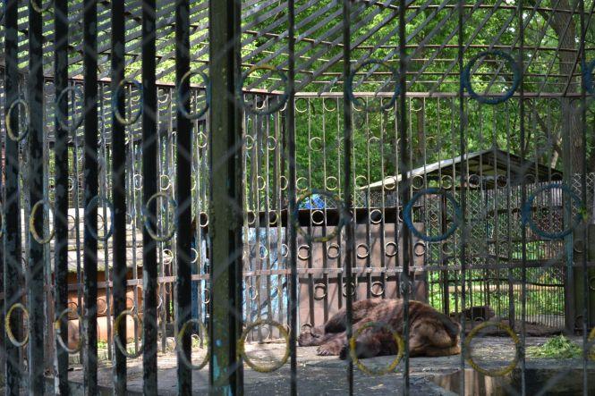 Новини Хмельницького - фото з Як та за скільки утримують тварин в зоокутку, що в парку Чекмана Як та за скільки утримують тварин в зоокутку, що в парку Чекмана, фото №14 на сайті vsim.ua