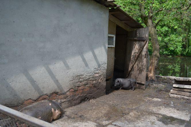 Новини Хмельницького - фото з Як та за скільки утримують тварин в зоокутку, що в парку Чекмана Як та за скільки утримують тварин в зоокутку, що в парку Чекмана, фото №13 на сайті vsim.ua